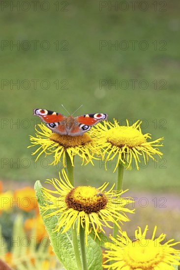 Peacock butterfly (Aglais io), on a yellow flower of a Great Telekie (Telekia speciosa), Wilnsdorf,