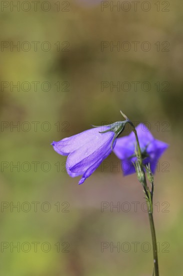 Meadow bellflower (Campanula patula), blue flower, on a nutrient-poor meadow, Wilnsdorf, North