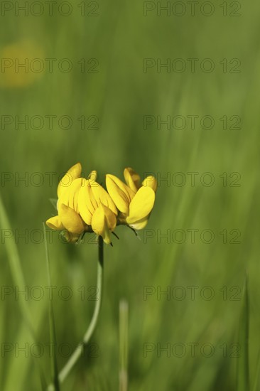 Bird's-foot Trefoil, Bird's-foot Trefoil (Lotus corniculatus), yellow flower in a meadow,