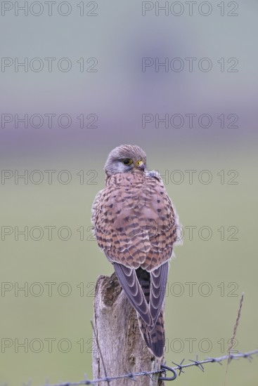 Kestrel (Falco tinnunculus), on a pasture fence post, Bieslicher Insel, Lower Rhine, North