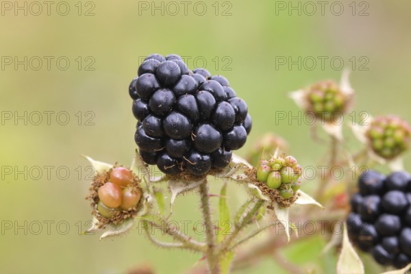 Blackberries (Rubus sectio Rubus), various ripe fruits, nature photography, wild blackberry, ripe