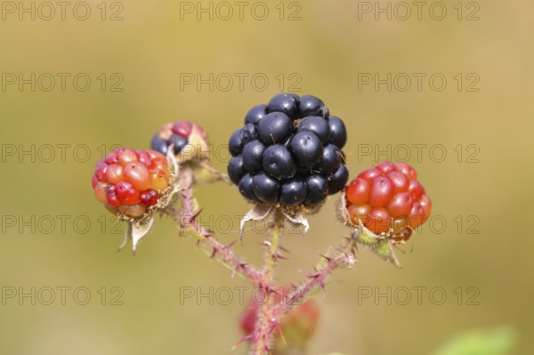 Blackberries (Rubus sectio Rubus), various ripe fruits, nature photography, wild blackberry, ripe