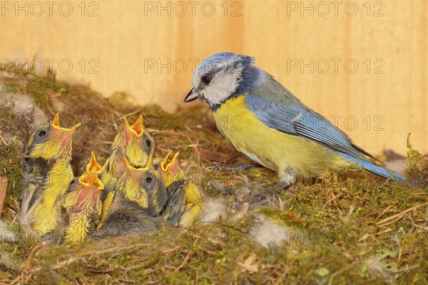 Blue tit (Parus caeruleus), feeding twelve-day-old young birds in the nesting box, Wildlife,