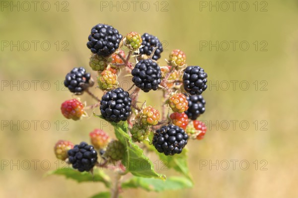Blackberries (Rubus sectio Rubus), various ripe fruits, nature photography, wild blackberry, ripe