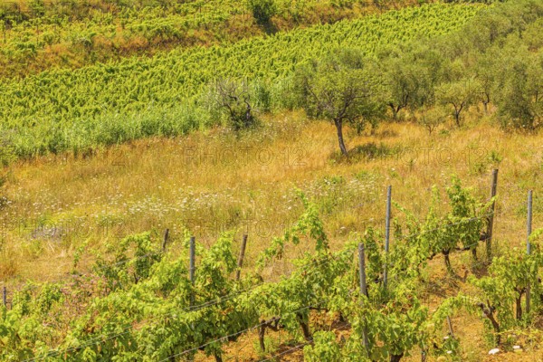 Vines and olive trees, near the Arrighi winery, Porto Azzurro, Elba Island, Tuscan Archipelago