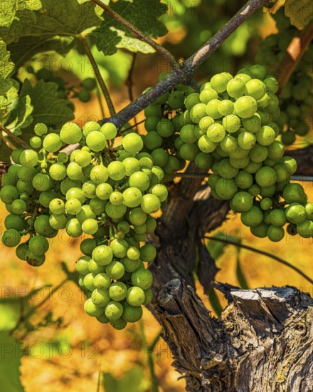 Grapes on a vine, near the Arrighi winery, Porto Azzurro, Elba Island, Tuscan Archipelago National