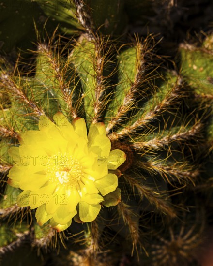Prickly cactus with yellow flower, Portoferraio, Elba Island, Tuscan Archipelago National Park,