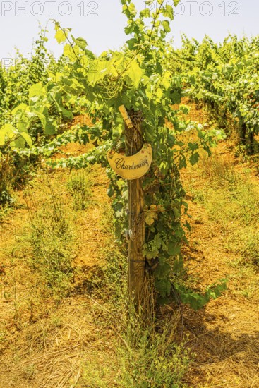Vine with grapes for Chardonnay wine, near the Arrighi winery, Porto Azzurro, Elba Island, Tuscan