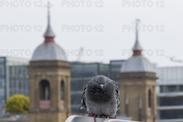 Feral pigeon (Columba livia domestica) adult bird on the Millenium bridge with office block