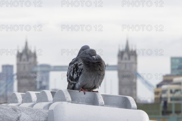 Feral pigeon (Columba livia domestica) two adult birds on the Millenium bridge with Tower bridge in