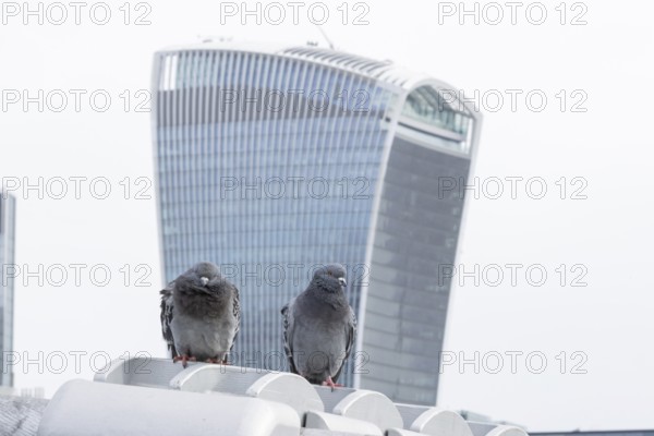 Feral pigeon (Columba livia domestica) two adult birds on the Millenium bridge with Fenchurch