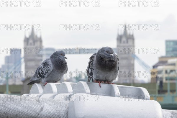 Feral pigeon (Columba livia domestica) two adult birds on the Millenium bridge with Tower bridge in