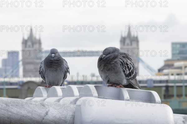 Feral pigeon (Columba livia domestica) two adult birds on the Millenium bridge with Tower bridge in