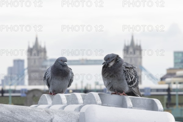 Feral pigeon (Columba livia domestica) two adult birds on the Millenium bridge with Tower bridge in