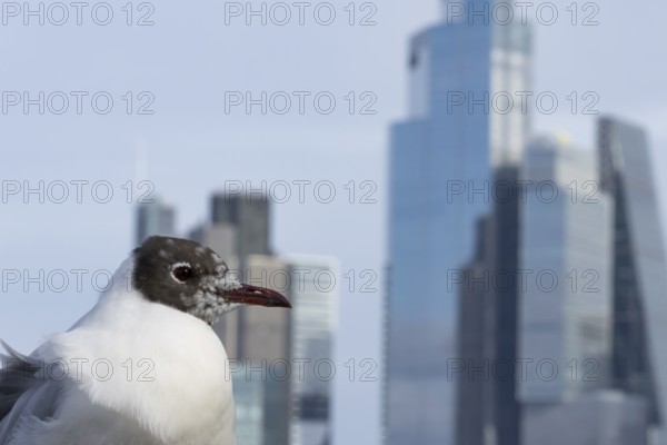 Black headed gull (Chroicocephalus ridibundus) adult bird on the Millenium bridge with office block