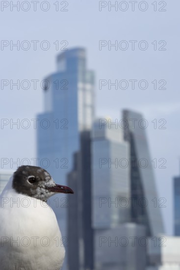 Black headed gull (Chroicocephalus ridibundus) adult bird on the Millenium bridge with office block