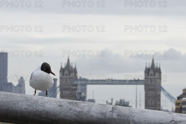 Black headed gull (Chroicocephalus ridibundus) adult bird on the Millenium bridge with Tower bridge