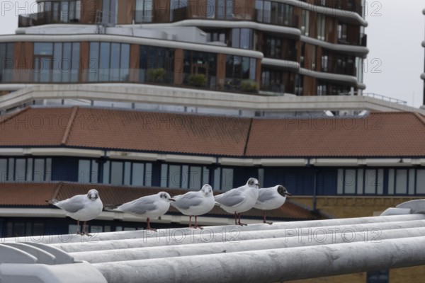Black headed gull (Chroicocephalus ridibundus) five adult birds on the Millenium bridge with office