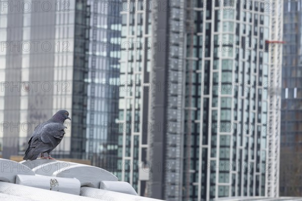 Feral pigeon (Columba livia domestica) adult bird on the Millenium bridge with office block