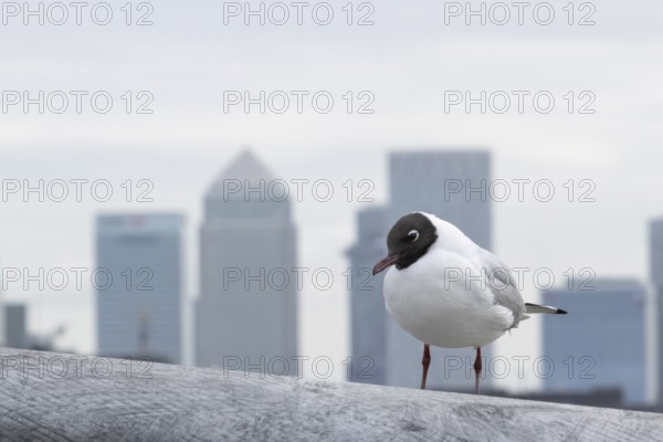 Black headed gull (Chroicocephalus ridibundus) adult bird on the Millenium bridge with office block