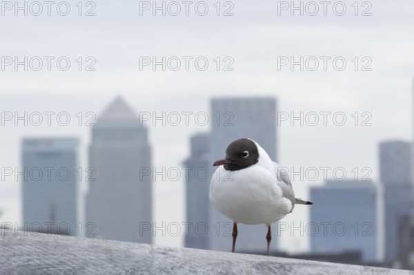 Black headed gull (Chroicocephalus ridibundus) adult bird on the Millenium bridge with office block