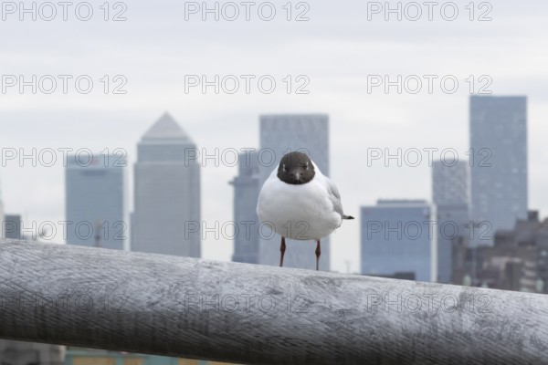 Black headed gull (Chroicocephalus ridibundus) adult bird on the Millenium bridge with office block