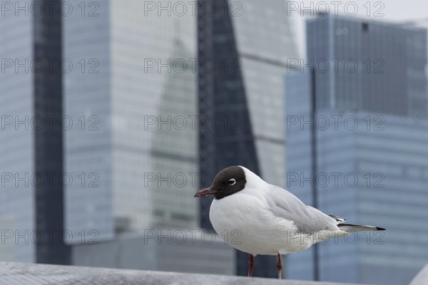Black headed gull (Chroicocephalus ridibundus) adult bird on the Millenium bridge with office block
