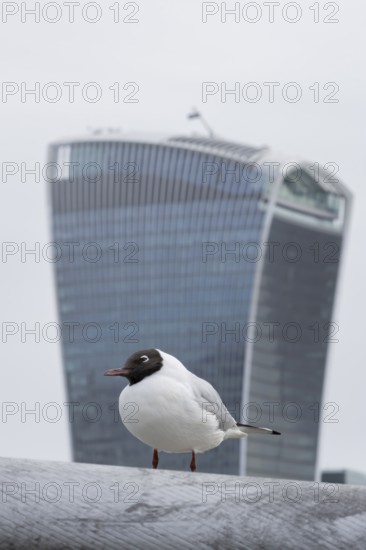 Black headed gull (Chroicocephalus ridibundus) adult bird on the Millenium bridge with the