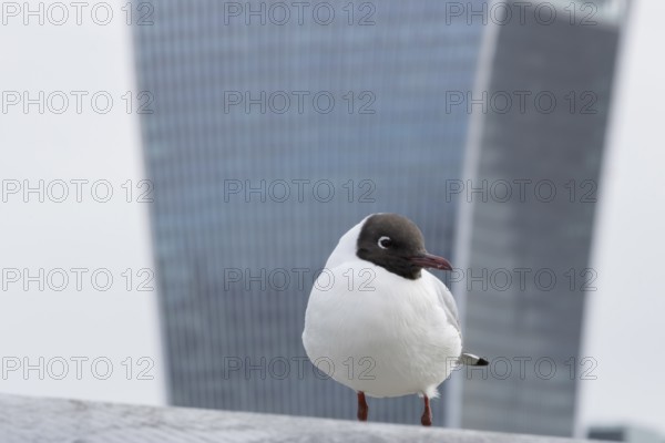 Black headed gull (Chroicocephalus ridibundus) adult bird on the Millenium bridge with the
