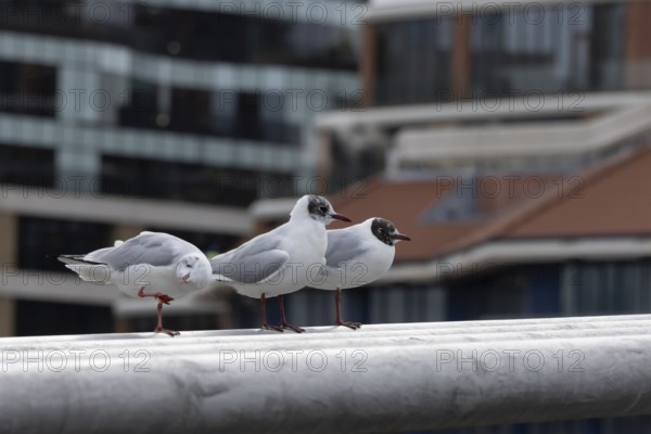 Black headed gull (Chroicocephalus ridibundus) three adult birds on the Millenium bridge with