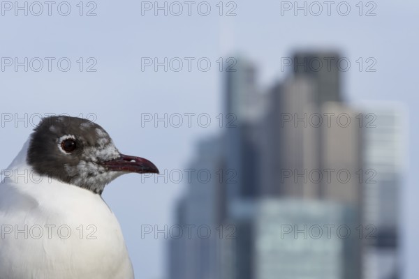 Black headed gull (Chroicocephalus ridibundus) adult bird on the Millenium bridge with office block