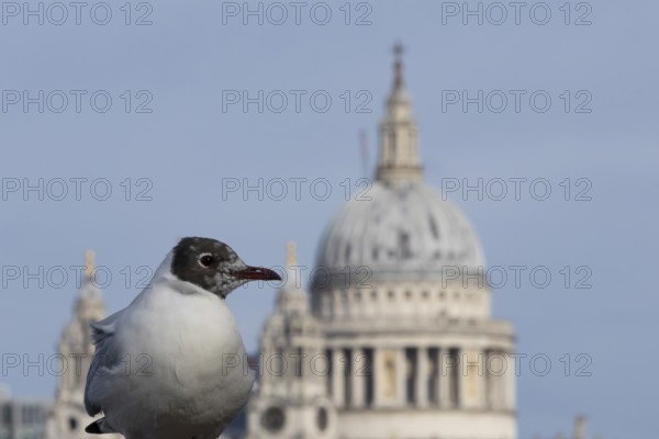Black headed gull (Chroicocephalus ridibundus) adult bird on the Millenium bridge with the dome of