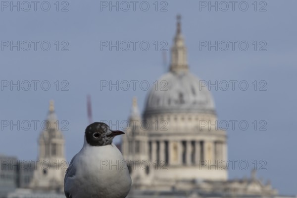 Black headed gull (Chroicocephalus ridibundus) adult bird on the Millenium bridge with the dome of