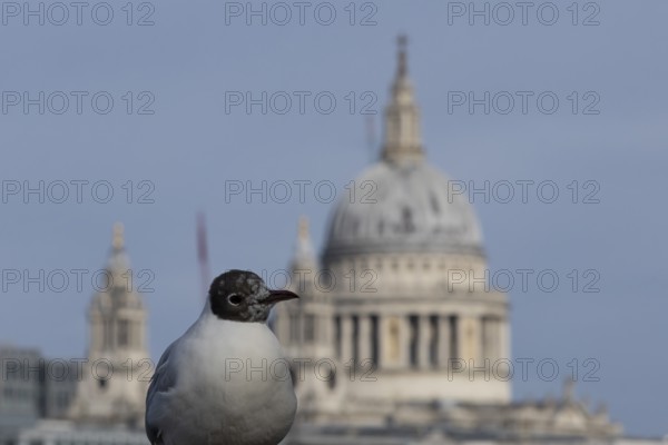 Black headed gull (Chroicocephalus ridibundus) adult bird on the Millenium bridge with the dome of