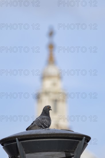 Feral pigeon (Columba livia domestica) adult bird on a street lamp with the Dome of St. Pauls