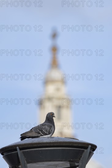 Feral pigeon (Columba livia domestica) adult bird on a street lamp with the Dome of St. Pauls