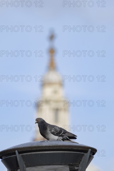 Feral pigeon (Columba livia domestica) adult bird on a street lamp with the Dome of St. Pauls