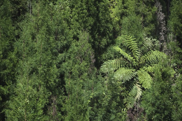Dense forest with tree fern, Lagoa Azul, Sete Cidades, SÃ£o Miguel, Azores, Portugal