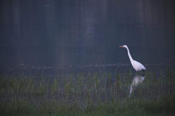 Great White Egret foraging, Lagoa Verde, Sete Cidades, SÃ£o Miguel, Azores, Portugal