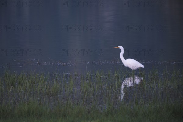 Great White Egret foraging, Lagoa Verde, Sete Cidades, SÃ£o Miguel, Azores, Portugal
