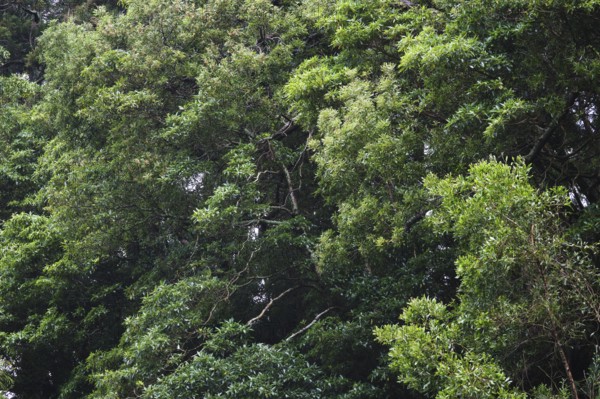 Dense forest, Ribeira Grande, SÃ£o Miguel, Azores, Portugal