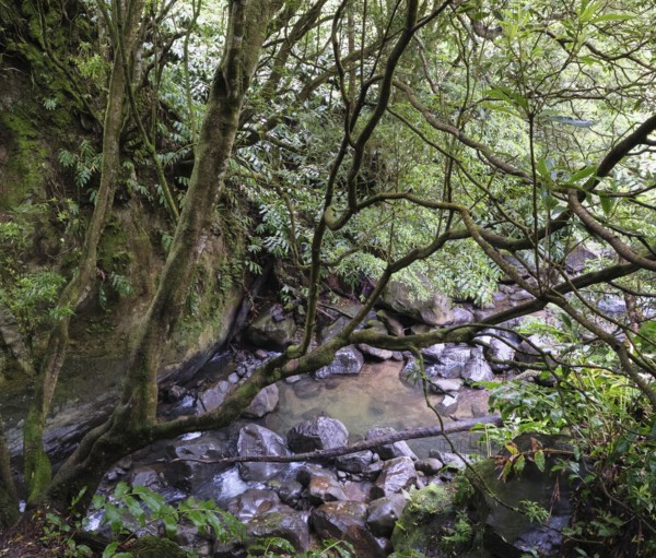 Stream on the way to the Salto do Cabrito waterfall, SÃ£o Miguel, Azores, Portugal