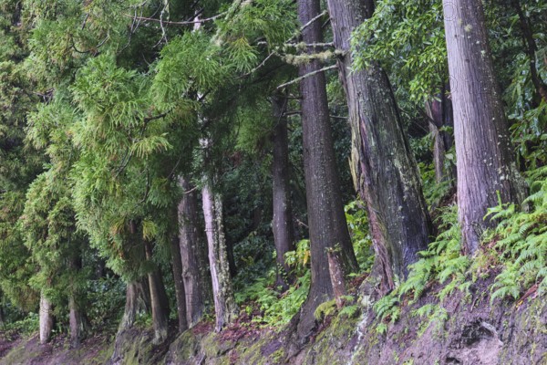 Cryptomeria japonica, Sete Cidades, SÃ£o Miguel, Azores, Portugal