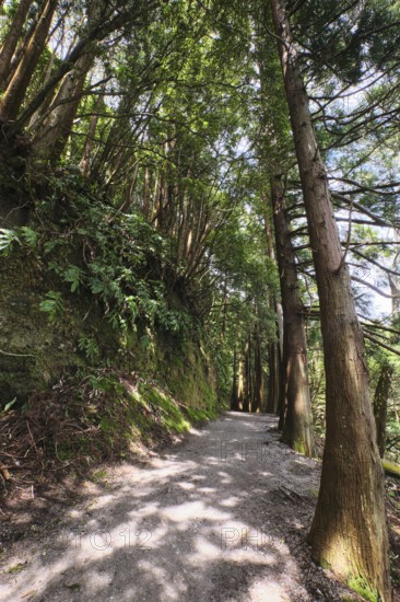Hiking trail lined with Cryptomeria japonica, SÃ£o Miguel, Azores, Portugal