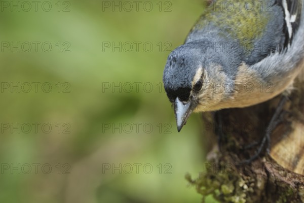 Azores chaffinch (Fringilla moreletti), SÃ£o Miguel, Azores, Portugal