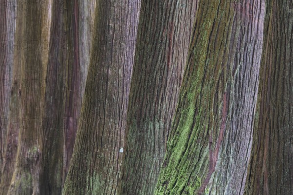 Cryptomeria japonica, SÃ£o Miguel, Azores, Portugal