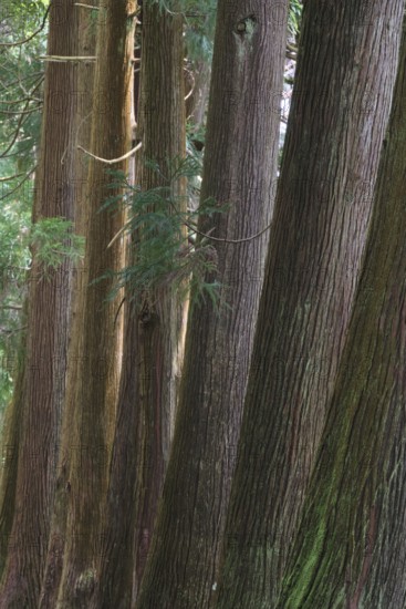 Cryptomeria japonica, SÃ£o Miguel, Azores, Portugal