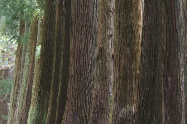 Cryptomeria japonica, SÃ£o Miguel, Azores, Portugal