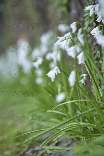 Bluebell, SÃ£o Miguel, Azores, Portugal
