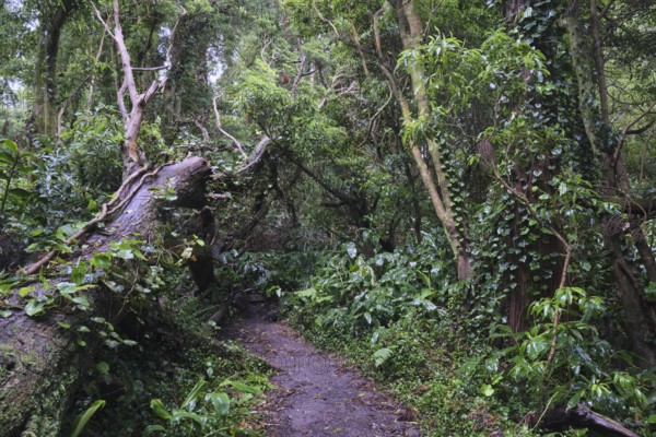 Dense forest, SÃ£o Miguel, Azores, Portugal